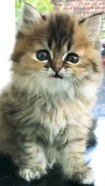 😻Persian cats kitten in mumbai | Tabby Print Beautiful marking | WhatsApp📞6392929085 #shorts смотреть онлайн