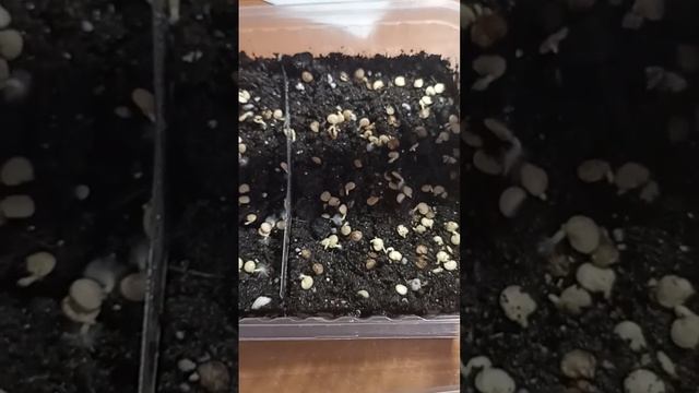 Всхожеть 100% Посев с кипятком работает! смотреть онлайн