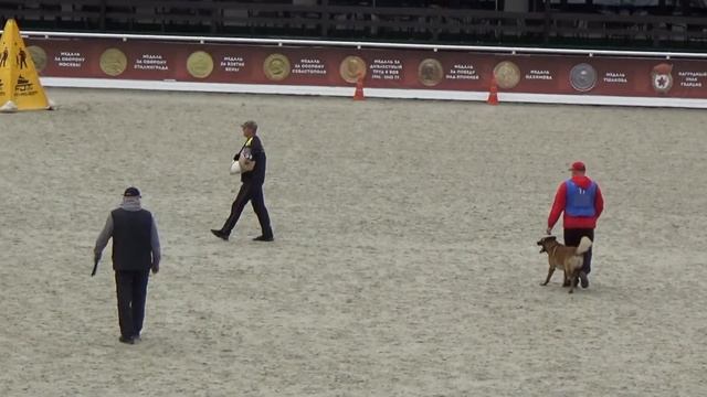 2022 IGP CACT Russia Tide Pavel and J Ironhaide Clever Fox (Malinois) С81 смотреть онлайн