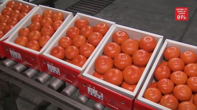 Mandarin oranges fetch record high price смотреть онлайн