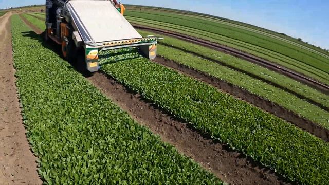 Уборка шпината Каладония F1. #шпинат #spinach #harvest #harvesting смотреть онлайн