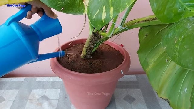 17 air purifier plant Indoor/Outdoor | Best Oxygen giving plant смотреть онлайн