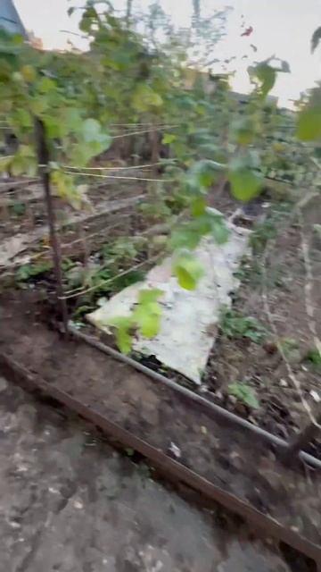 #гомель #гомельскаяобласть #речица #сад #садоводство #огород #огородник #дача #дачники смотреть онлайн
