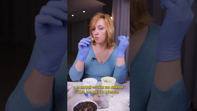 Лилии быстро зазеленеют и раньше зацветут! Как сохранить лилии до высадки в сад смотреть онлайн