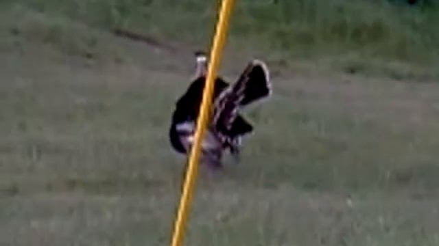 Turkey lurkey. Marin headlands смотреть онлайн