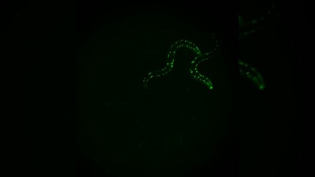 Movement of C. elegans worms смотреть онлайн