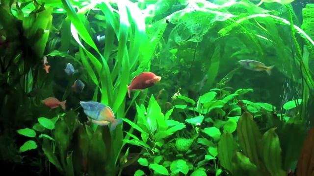 Underwater Jungle - Densely planted 70G fishtank with Rainbow and Angelfish смотреть онлайн