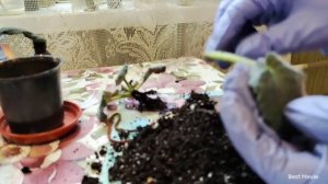 Спасаю фиалку. Подгнили корни, что делать?