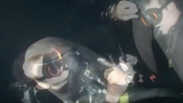 ДЕЛЬФИН ПОДПЛЫЛ К ДАЙВЕРУ И НАЧАЛ ТЫКАТЬ ЕГО НОСОМ. ВЫ НЕ ПОВЕРИТЕ ДЛЯ ЧЕГО ОН ЭТО ДЕЛАЛ!