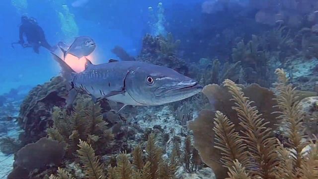 Little Cayman 2023 HD смотреть онлайн