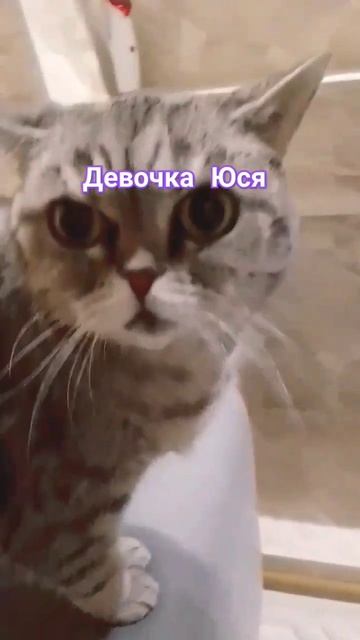 кошка которая живёт больше 14 лет😱 #залетит #кошка #старая #друг #животные #серая #рекорд #киса смотреть онлайн
