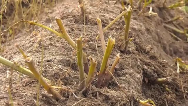 Уборка картофеля в Агрофирме Толькинская