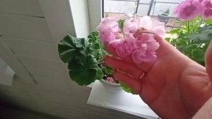 #пеларгонии #опыление