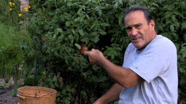 "Sandwich Tomatoes" German queen & Cherokee purple... смотреть онлайн