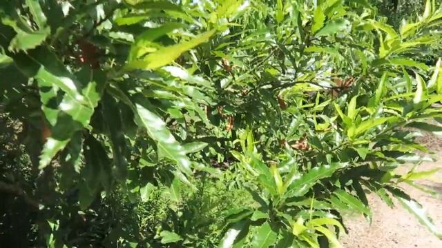 Quercus castaneifolia 'Green Spire' dub kaštanolistý смотреть онлайн