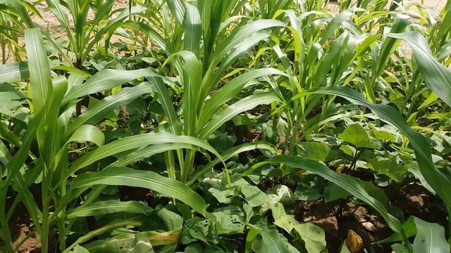 Milho Em Consórcio Com Batata Doce