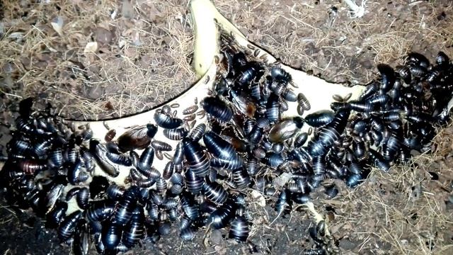 Pycnoscelus Surinamensis едят банановую кожуру. смотреть онлайн