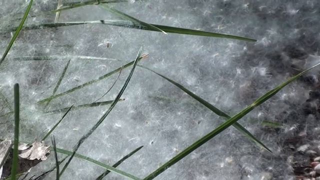 Eastern Cottonwood Seeds (Salicaceae: Populus deltoides) Drift like Snow смотреть онлайн