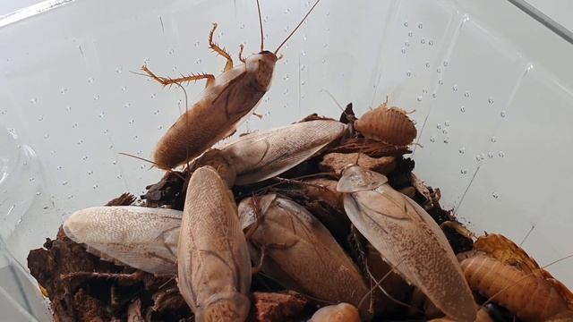 Rhyparobia Maderae ,,Gold'' Haltungstipps