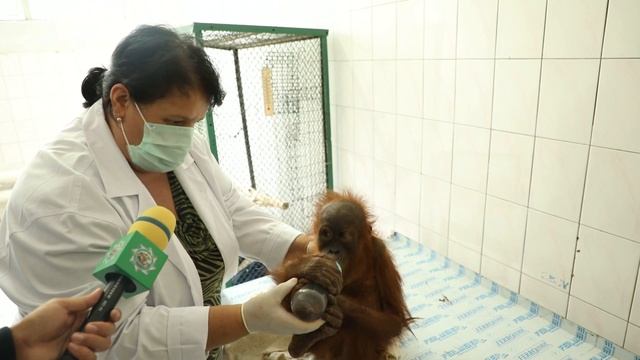 Ўзбекистондан маймун боласини олиб чиқишга уринган шахслар қўлга олинди смотреть онлайн