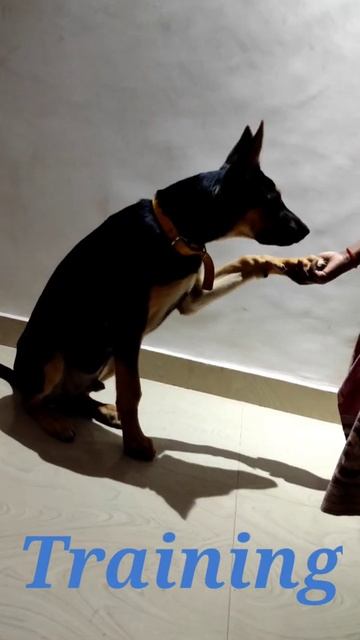German Shepherd Training | German Shepherd Dog Training | German Shepherd Dog | #Shorts