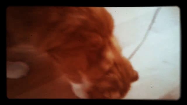 Первая часть-УТРО ГОВОРЯЩЕГО КОТИКА!💤🕖🕙🐱🐈 смотреть онлайн