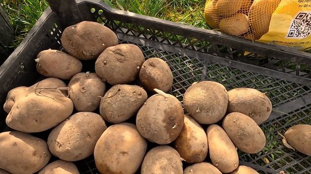 Підготовка картоплі до посадки | Обробка від Парші та Сухої гнилі смотреть онлайн