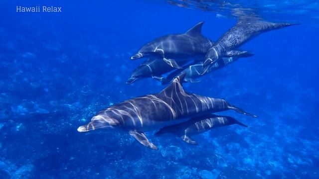 DOLPHINS & Soft Music 💦 Healing Relaxation POWERFUL De stressing Deep REGENERATING Sleep смотреть онлайн