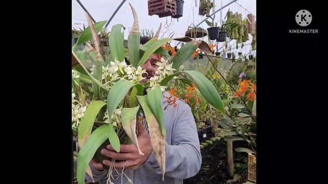 Você sabe o nome verdadeiro dessa Orquídea? смотреть онлайн