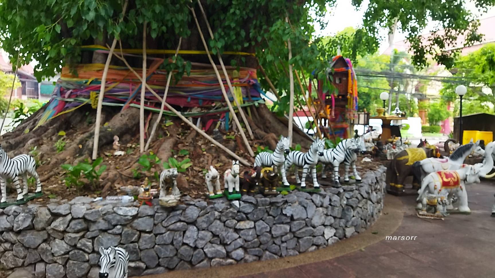 удонтхани. просто дерево-хранитель the big bhodi tree ต้นศรีมหาโพธิ์ udon thani อุดรธานี