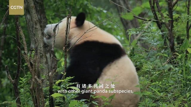 Cloudy Qinling Series Ep. 3: Anecdotes of the giant panda смотреть онлайн