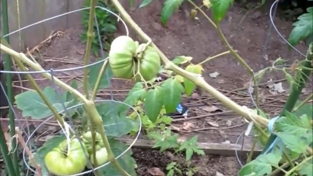 Tomato Problem Update Okra смотреть онлайн
