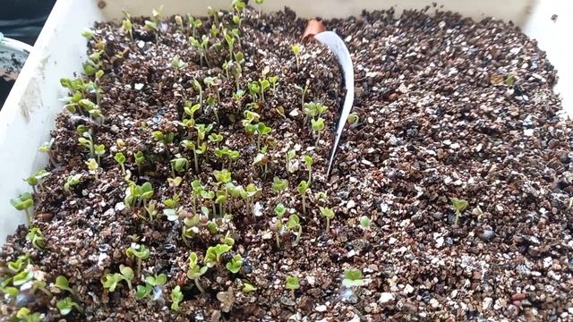 капуста посеяна и уже на холодном балконе!!🥬🥬🥬👍🏻👍🏻🥺🙉 смотреть онлайн