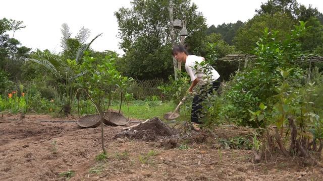 Planting Black Peanuts, Camellias And Red Peanuts. Fertilize The Corn Garden. Live With Nature.