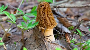 С нами за грибами 21 апреля 2025г / Смоленская обл.