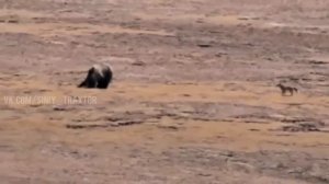 Снюсовый лис