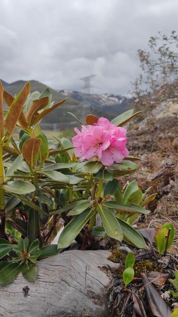 青藏高原稀有植物高山杜鹃花The Rare Plant Alpine Rhododendron on the Qinghai Tibet Plateau