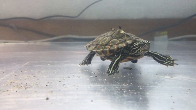 ワモンチズガメ（英名：Ringed map turtle　学名：Graptemys oculifera）オス（male）のち○こ（penis）╰U╯ смотреть онлайн