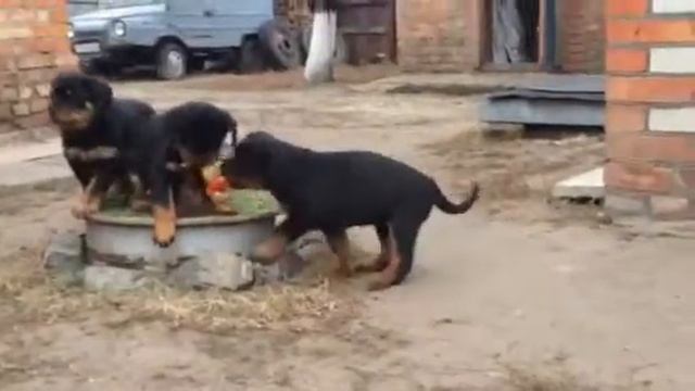 Щенки Ф помет смотреть онлайн