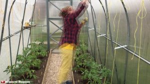 Как подвязать помидоры в теплице. Подвязка томатов.