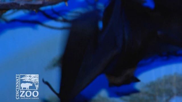 Giant Fruit Bats at the Cincinnati Zoo смотреть онлайн