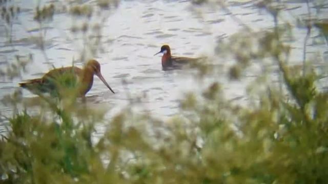 Copy of Red Necked Phalarope смотреть онлайн