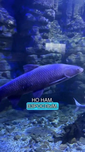 ШОК В ОКЕАНАРИУМЕ в Ханчжоу.. #китай #жизньвкитае #прокитай #китайскийязык смотреть онлайн