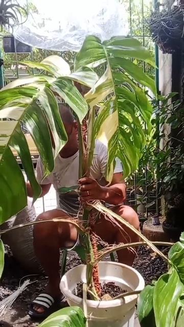 Epipremnum Pinnatum Variegata #cuttingskills #pottingPlants #propagation смотреть онлайн