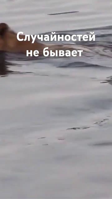 Случайностей не бывает смотреть онлайн
