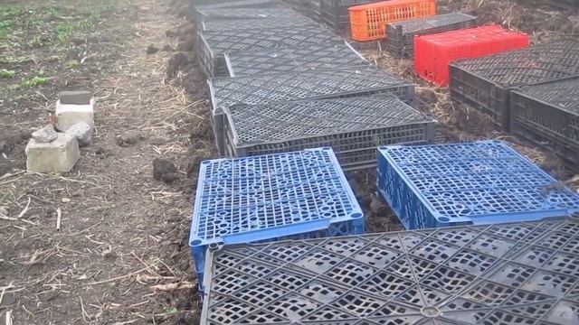 Чем накрыть высаженную рассаду. От солнца, града и заморозка. смотреть онлайн