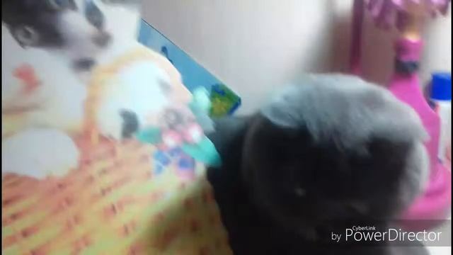 Песня КОТА года.(породия) смотреть онлайн