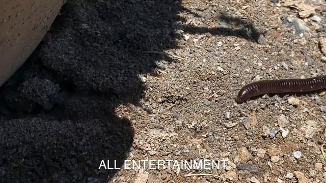 Millipede Attacked By Fire Ants смотреть онлайн