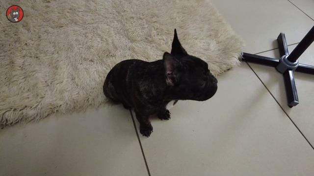 14,Жорик Французский бульдог от 5 до 6 мес 5 часть Жорж де КОЛОбуль смотреть онлайн