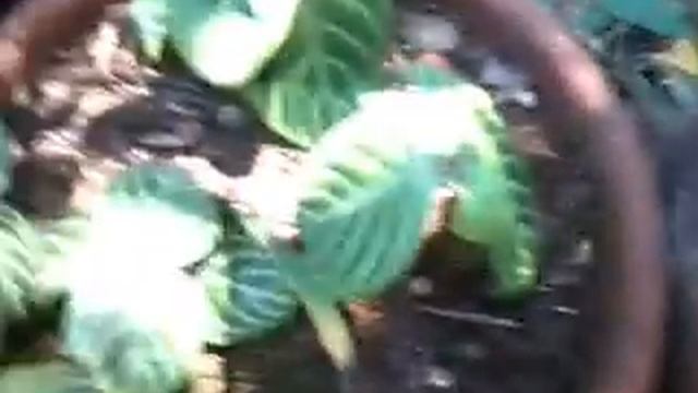 tinhorão - caladium bicolor смотреть онлайн